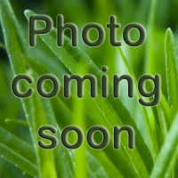 green leaf coming soon14